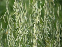 Noire d'Epinal, an ancient oat variety.