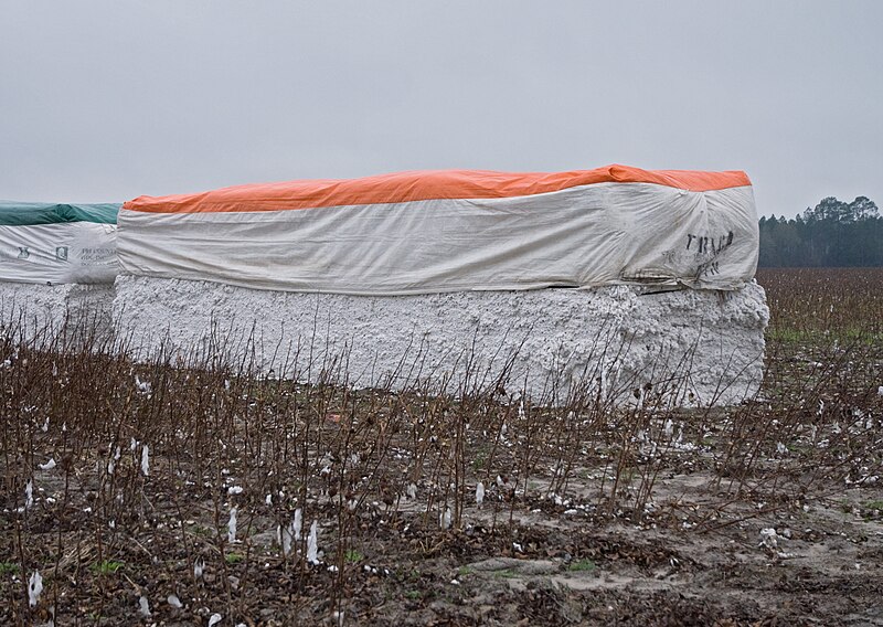 File:2014.01-413-0023ap upland cotton,module ...(Clinch Cnty,Georgia),US wed01jan2014-1557h.jpg