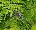 Östliche Moosjungfer - Leucorrhinia albifrons, Männchen