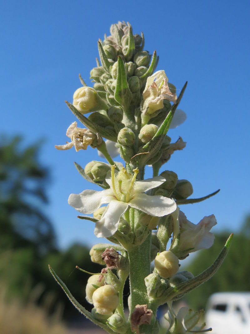 Коровяк Verbascum Honey Dijon