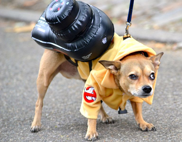 File:2015 Hallowenn dog costume party 9.jpg