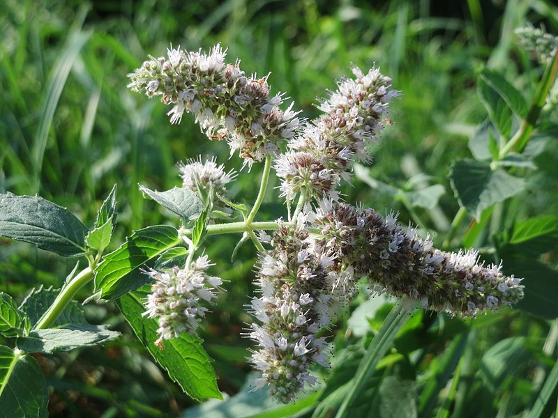 File:20160831Mentha longifolia1.jpg