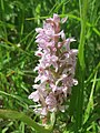 Dactylorhiza fuchsii