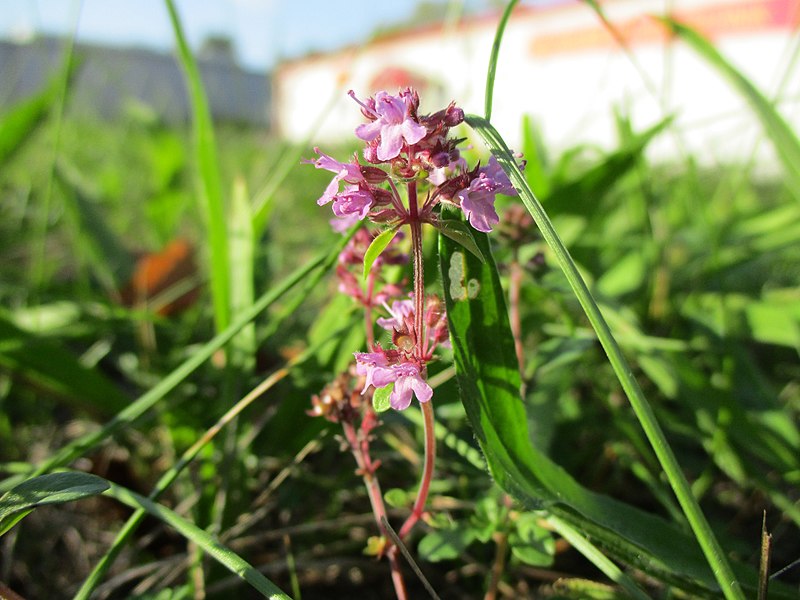 File:20200922Thymus pulegioides2.jpg