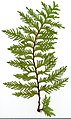 * Nomination Thuja. Leaf abaxial side. --Knopik-som 02:42, 19 October 2021 (UTC) * Promotion  Support Good quality -- Johann Jaritz 02:49, 19 October 2021 (UTC)