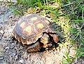 2023 05 27 - Texas tortoise.jpg