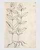 293 çıkış Saponaria officinalis.jpg