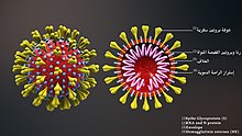 3D medical animation corona virus-ar.jpg
