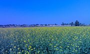 Thar Desert