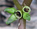 Portulaca_oleracea seed pods