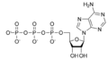 Adenosina trifosfat ATP
