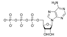 Adenosine triphosphate ATP chemical structure.png