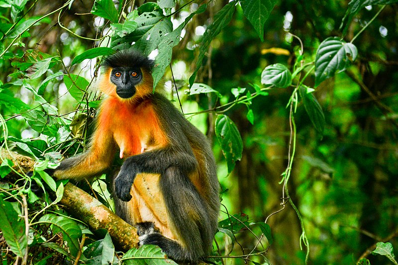 File:A Capped Langur, Manas National Park.jpg