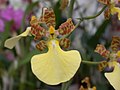 A and B Larsen orchids - Trichocentrum luridum DSCN4857.JPG