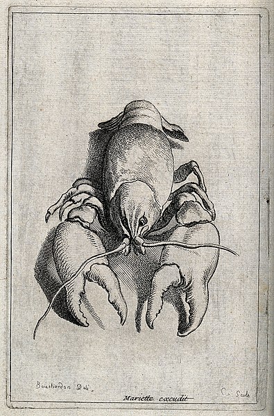 File:A crustacean (crab). Etching by E. Bouchardon. Wellcome V0022029.jpg