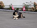 A dog in St. Gallen with two Swiss flags.jpg