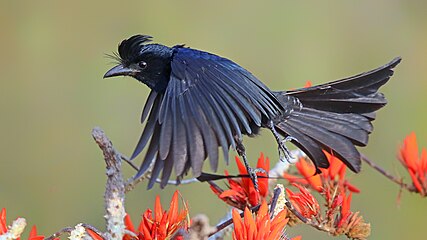 A flying greater racket-tailed drongo.jpg