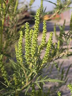 Marunatuoksukki (Ambrosia artemisiifolia)