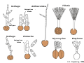 Abb2.105 Pilze Fungi Basidiomycota Brandpilze Ustilaginales Tilletia Mycosyrinx Entyloma Basidien 2021 (M. Piepenbring).svg