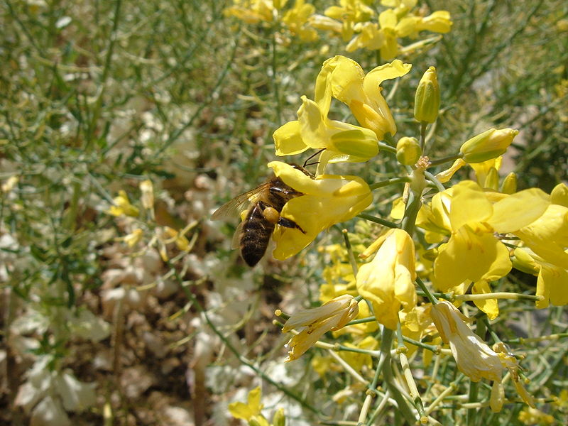 File:Abella ginesta.JPG