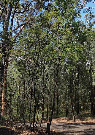 <i>Acacia storyi</i> Species of legume