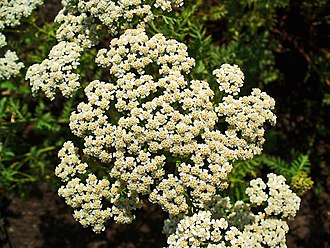 Achillea nobilis inflorescence Achillea nobilis 002.JPG