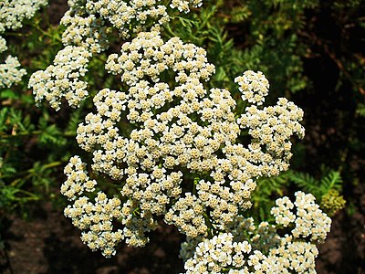 Achillea nobilis Inflorescence