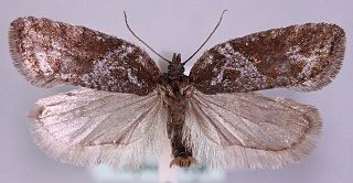 <i>Acleris arcticana</i> Species of moth