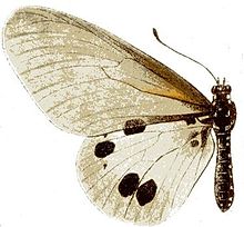 Acraea dammii f.JPG