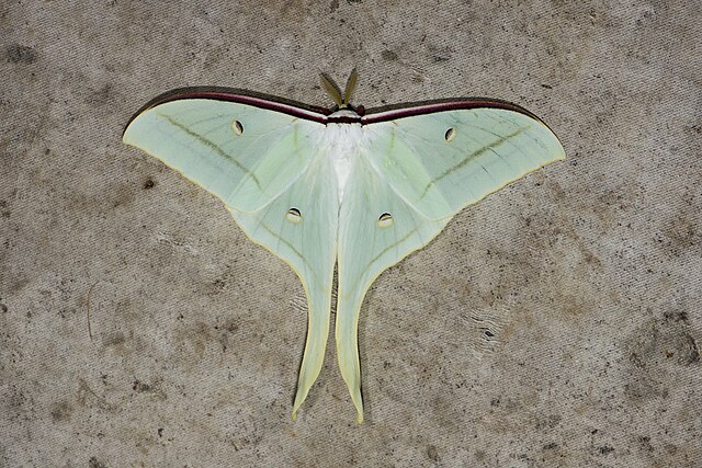 Actias ningpoana Wikipedia