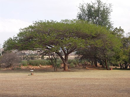 Paperbark Thorn