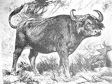 African buffalo