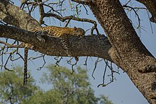 African Leopard (Panthera pardus ssp. pardus) 02.jpg