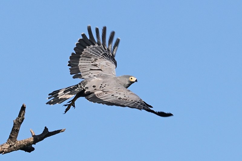 File:African harrier-hawk (Polyboroides typus typus) taking off.jpg