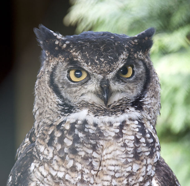 File:African spotted Eagle Owl (4451301502).jpg