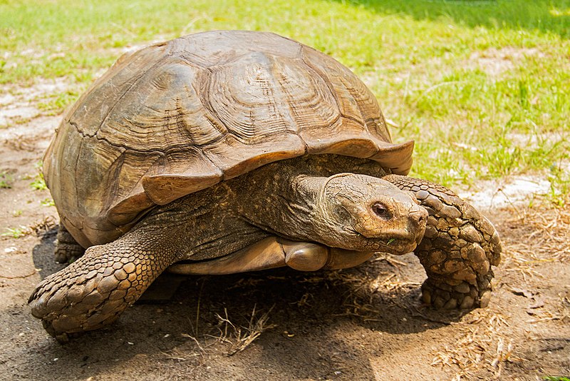 File:African spurred tortoise.jpg