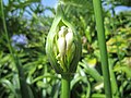 An agapanthus beginning to bloom