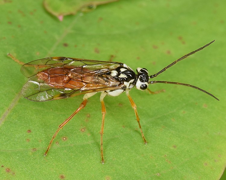 File:Aglaostigma sp. (51166319130).jpg