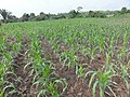 Agriculture in inland valleys in Togo - panoramio (93).jpg