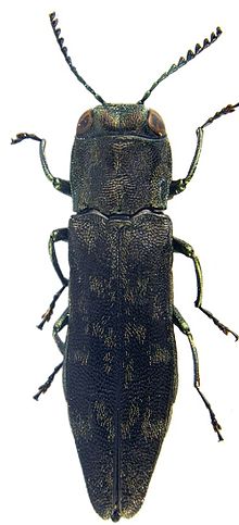 Agrilus auriventris Agrilus auriventris - ZooKeys-256-035-g001-12.jpeg