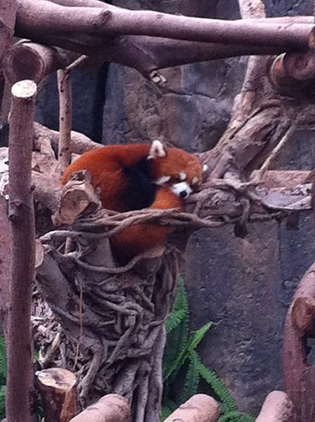 File:Ailurus fulgens Red Panda.JPG