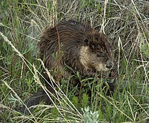 Alberta Beaver.jpg