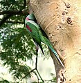 Male at nest in Kolkata, West Bengal, India.