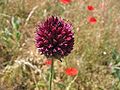 Cesnak guľatohlavý (Allium sphaerocephalon)