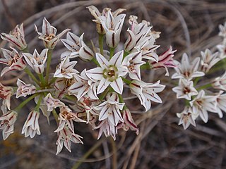 <i>Allium lacunosum</i> species of plant