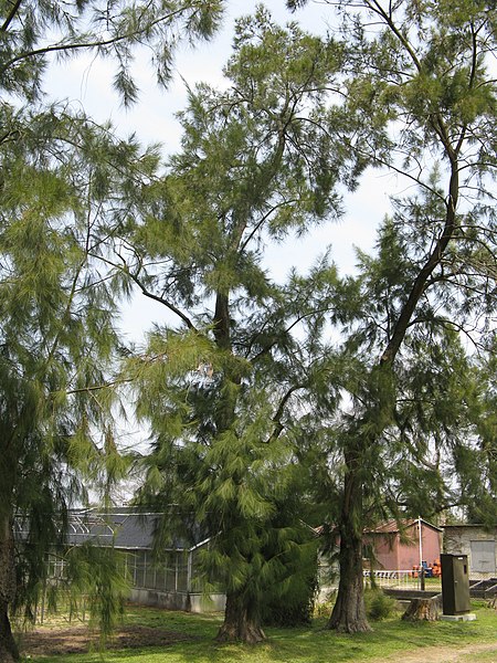 Allocasuarina verticillata