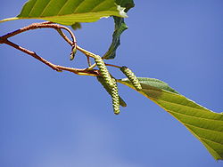 Alnus glutinosa m.jpg