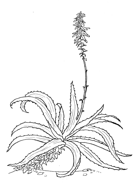 File:Aloe 1 (PSF).png