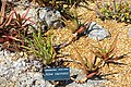 Aloe cameronii (Aloe carronii) - Marie Selby Botanical Gardens - Sarasota, Florida - DSC01299.jpg