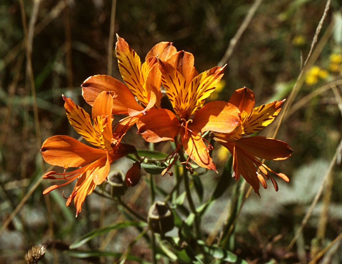 Alstroemeriaceae